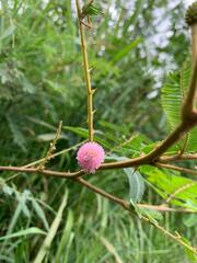 Mimosa pigra