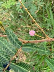 Mimosa pigra