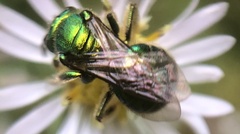 Paraugochloropsis