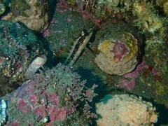 Alloclinus holderi