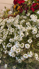 Lobularia maritima