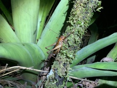 Ischnomela pulchripennis