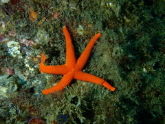 Henricia leviuscula