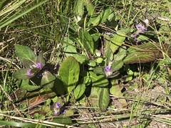 Ajuga australis