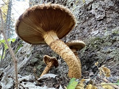 Pholiota squarrosa
