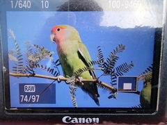 Agapornis roseicollis