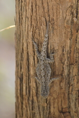 Urosaurus bicarinatus