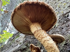 Pholiota squarrosa