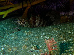 Oxylebius pictus