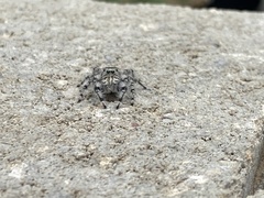 Phidippus adumbratus