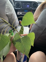 Populus deltoides