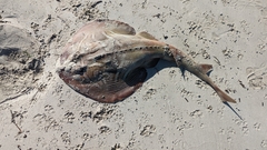 Trygonorrhina dumerilii