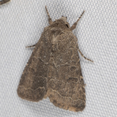 Protorthodes