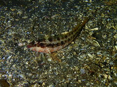 Alloclinus holderi