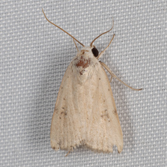 Micrathetis