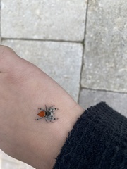 Phidippus adumbratus