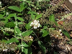Hydrangea paniculata