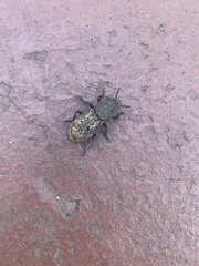 Phloeodes diabolicus