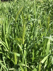 Hordeum