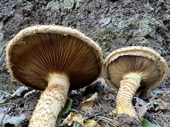 Pholiota squarrosa