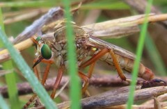 Diogmites angustipennis