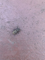 Phloeodes diabolicus