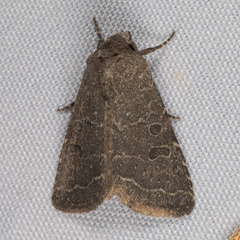 Protorthodes