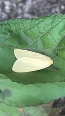 Pareuchaetes insulata