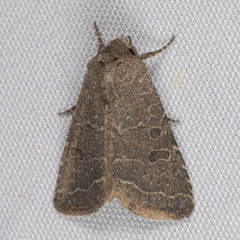 Protorthodes