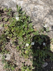 Sibbaldiopsis tridentata