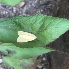 Pareuchaetes insulata