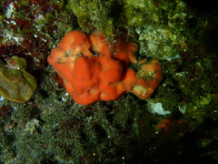 Dragmacidon mexicanum