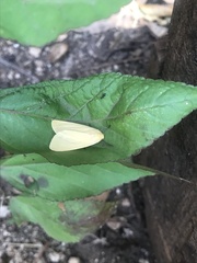 Pareuchaetes insulata