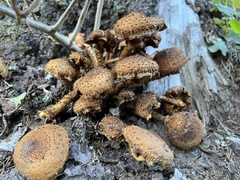 Pholiota squarrosa