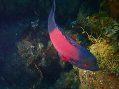 Bodianus pulcher