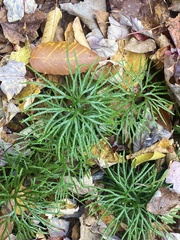 Dendrolycopodium hickeyi