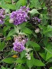 Dielis plumipes