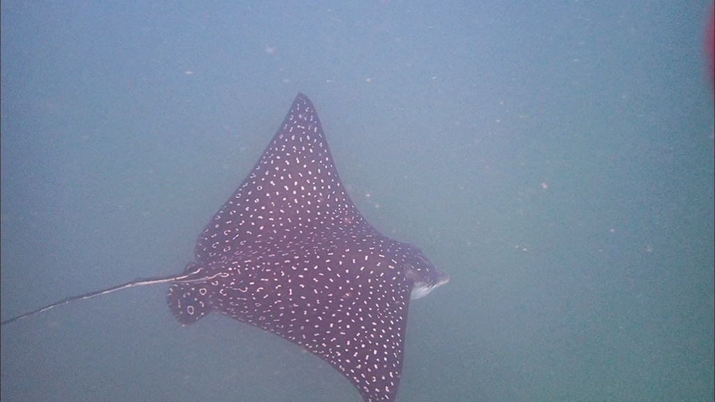 Spotted eagle ray