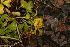 Ligusticum scothicum