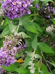 Dielis plumipes
