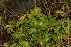 Ligusticum scothicum