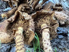 Pholiota squarrosa