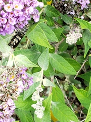Dielis plumipes