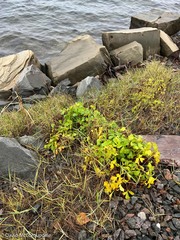 Ligusticum scothicum