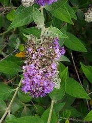 Dielis plumipes