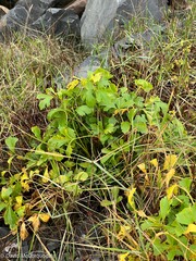 Ligusticum scothicum