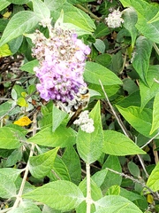 Dielis plumipes