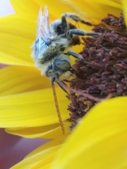 Eumelissodes