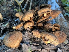 Pholiota squarrosa