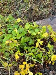 Ligusticum scothicum